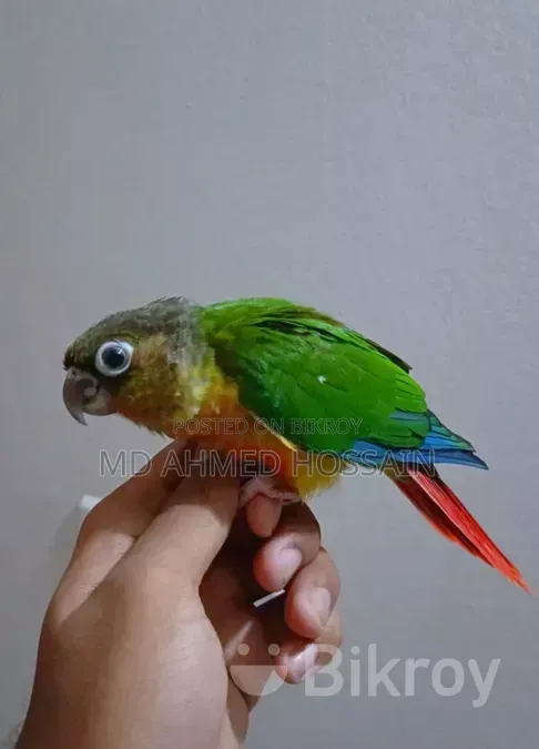 Hand Feed Baby Bird