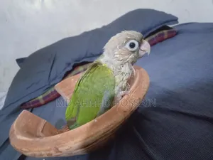Hand Feed Baby Bird