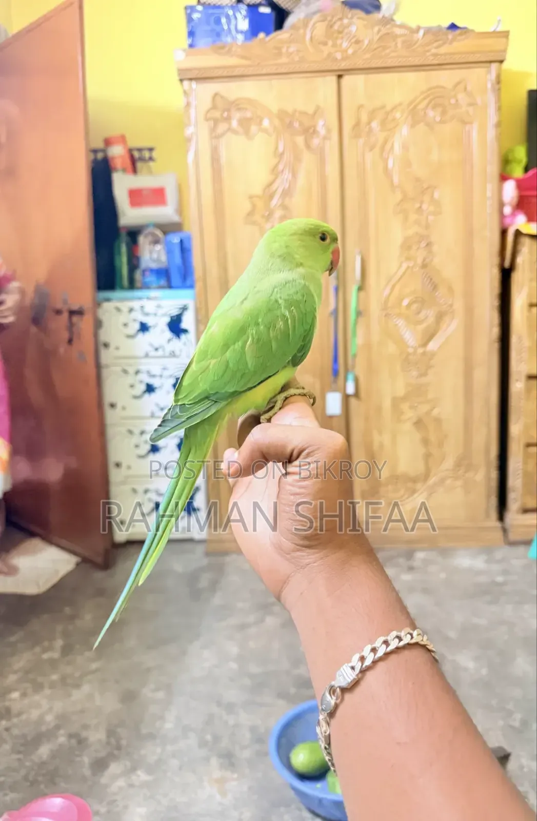 ইন্ডিয়ান রিংনেক প্যারট