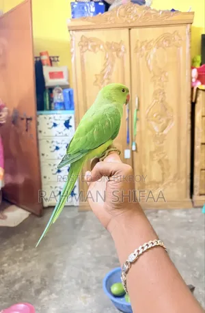 ইন্ডিয়ান রিংনেক প্যারট