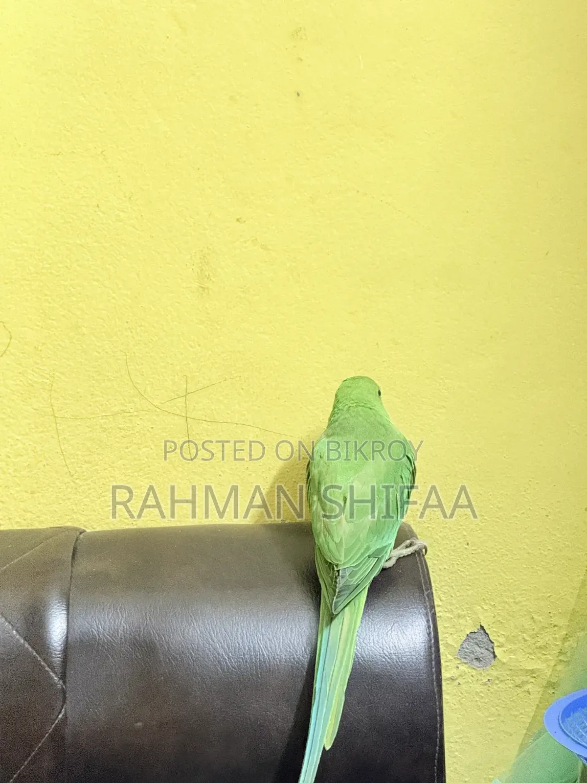 ইন্ডিয়ান রিংনেক প্যারট