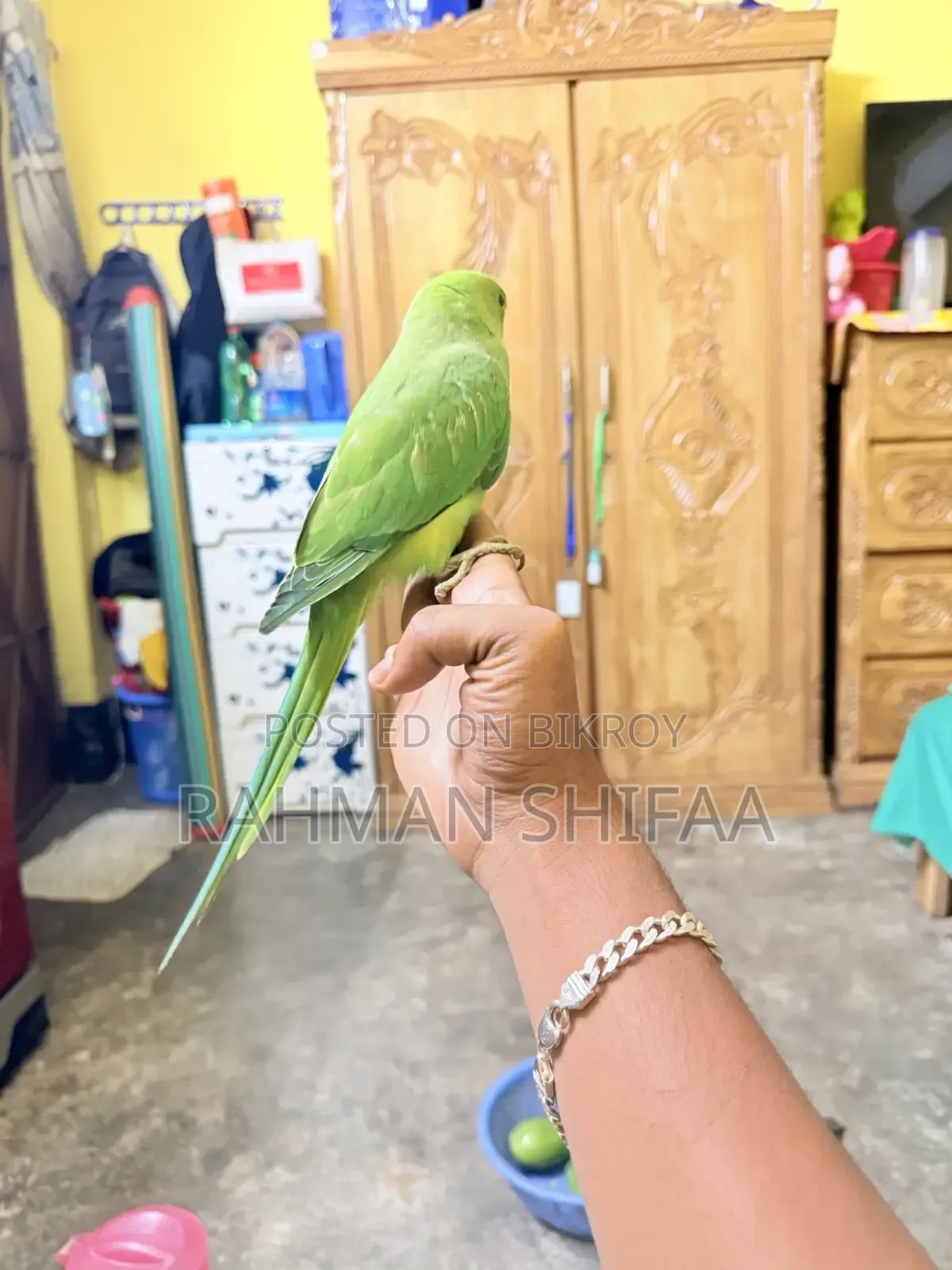 ইন্ডিয়ান রিংনেক প্যারট