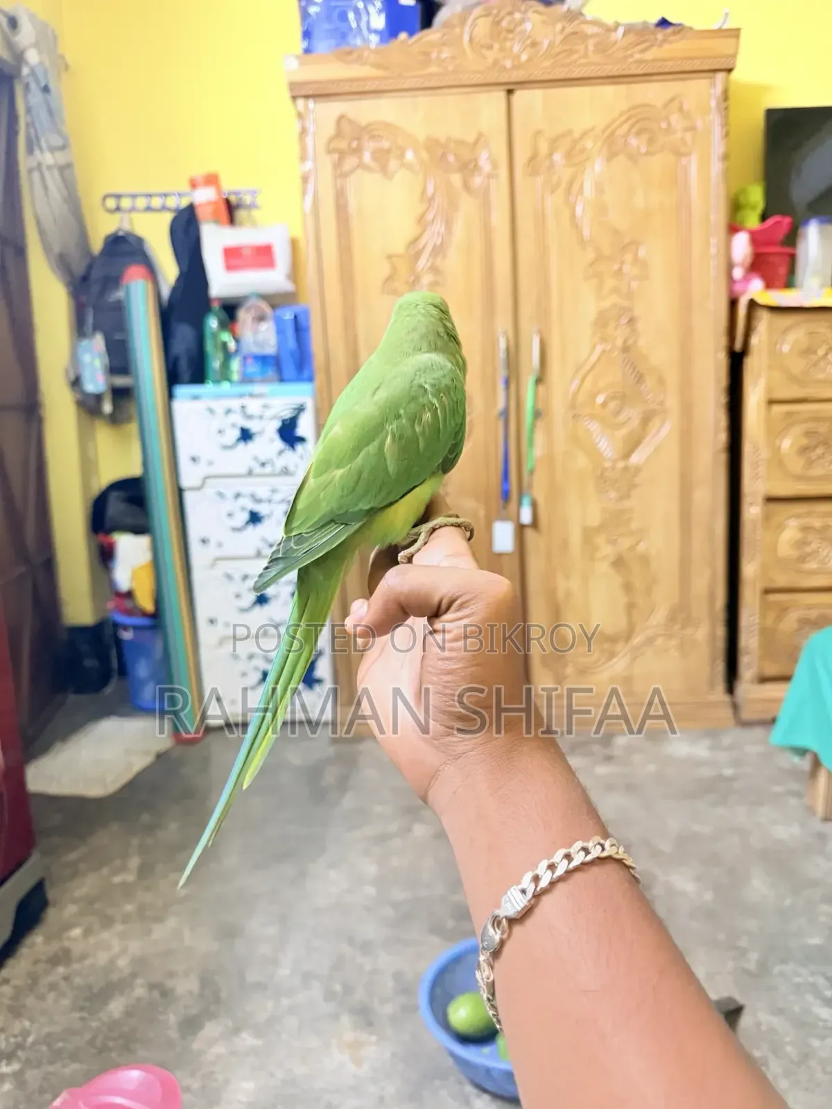 ইন্ডিয়ান রিংনেক প্যারট