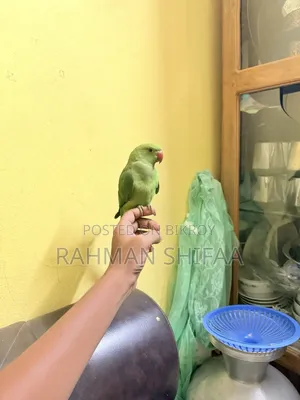 ইন্ডিয়ান রিংনেক প্যারট