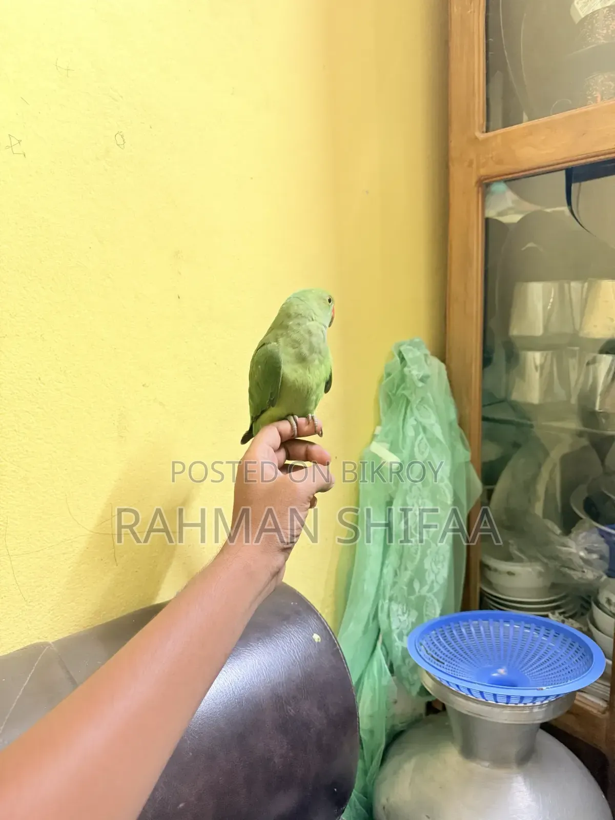 ইন্ডিয়ান রিংনেক প্যারট