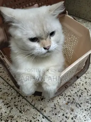 1+ year Male Purebred Persian