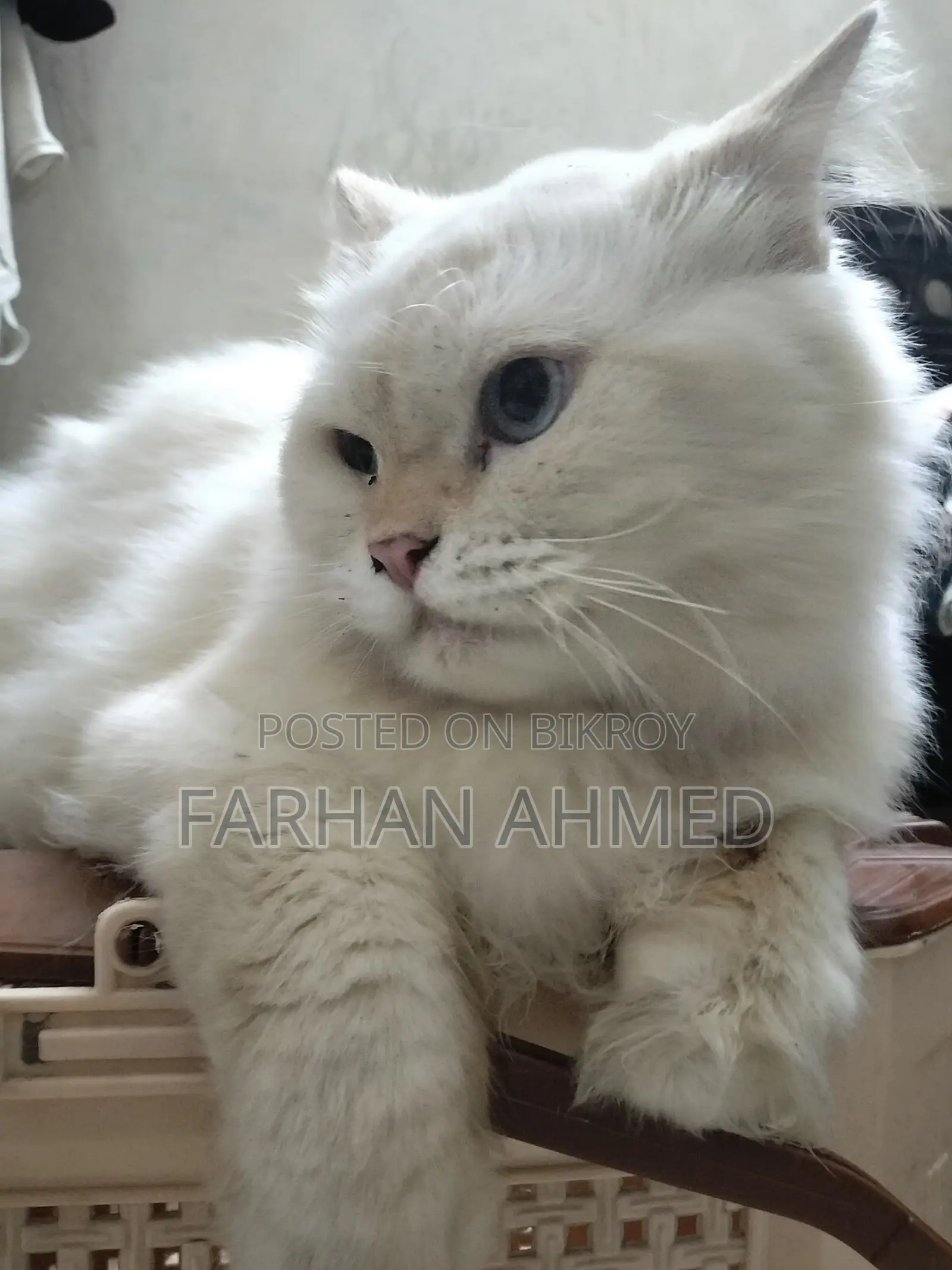 1+ year Male Purebred Persian