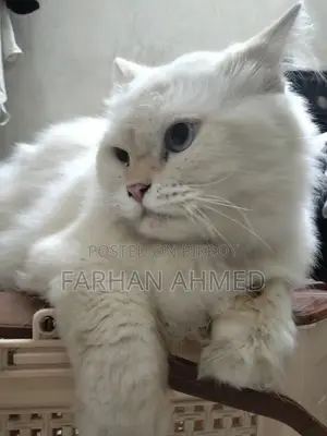 1+ year Male Purebred Persian