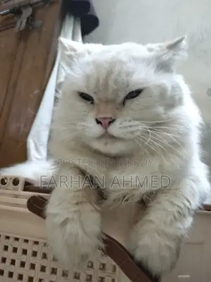 1+ year Male Purebred Persian