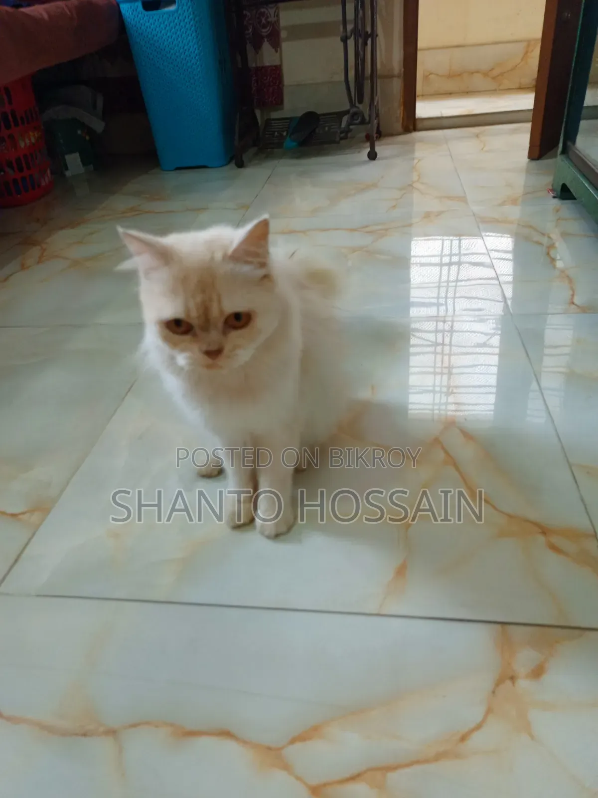 1+ Year Female Purebred Persian