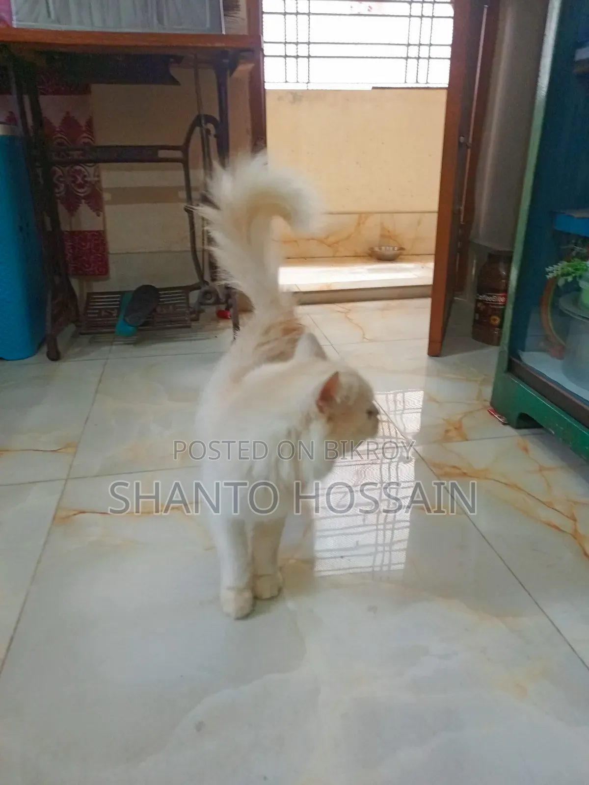 1+ Year Female Purebred Persian