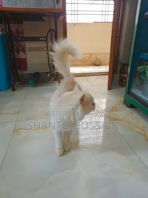 1+ Year Female Purebred Persian