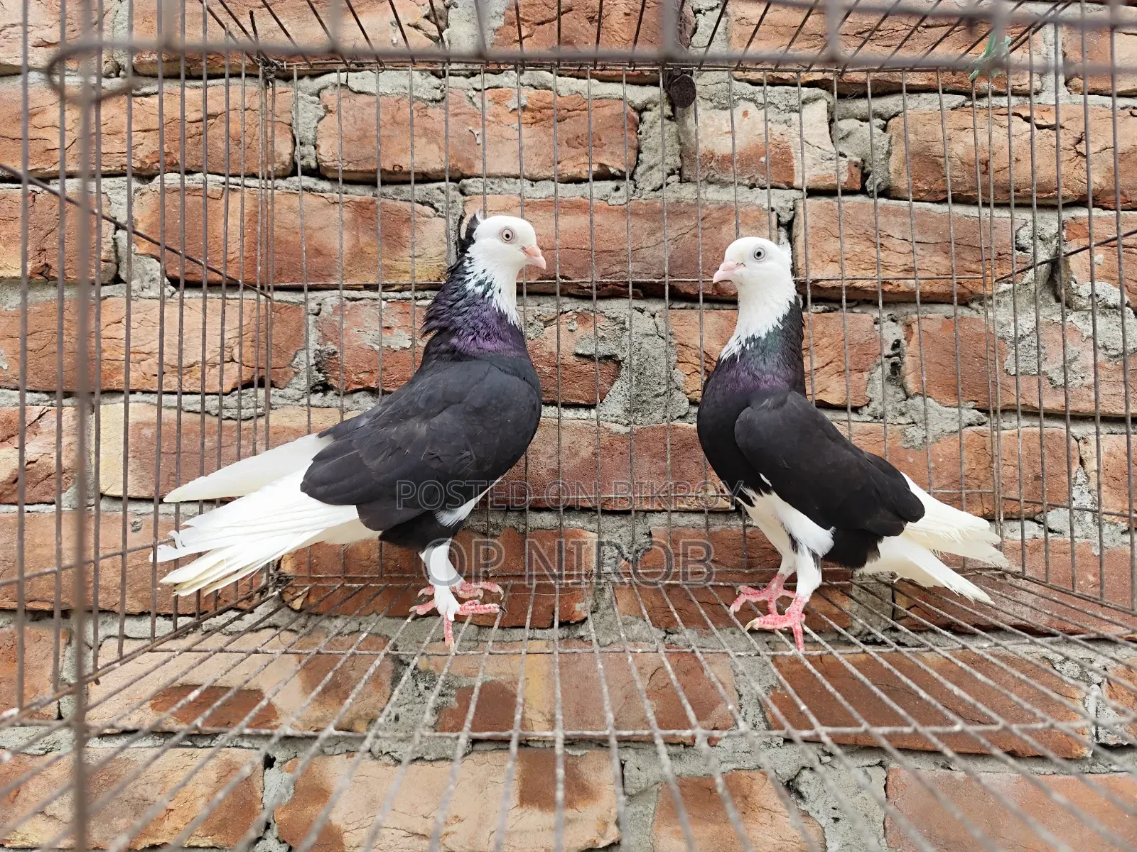 Gorrah Pigeon