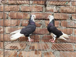 Gorrah Pigeon