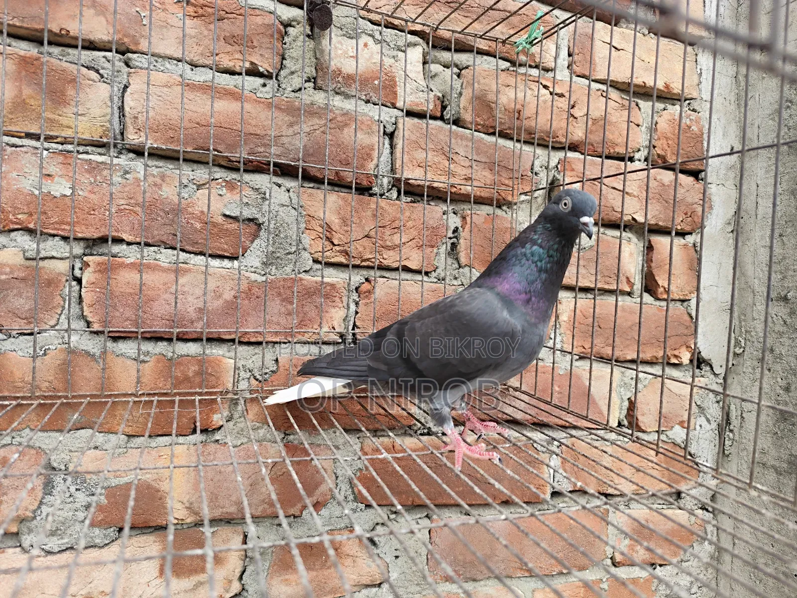 Gorrah Pigeon