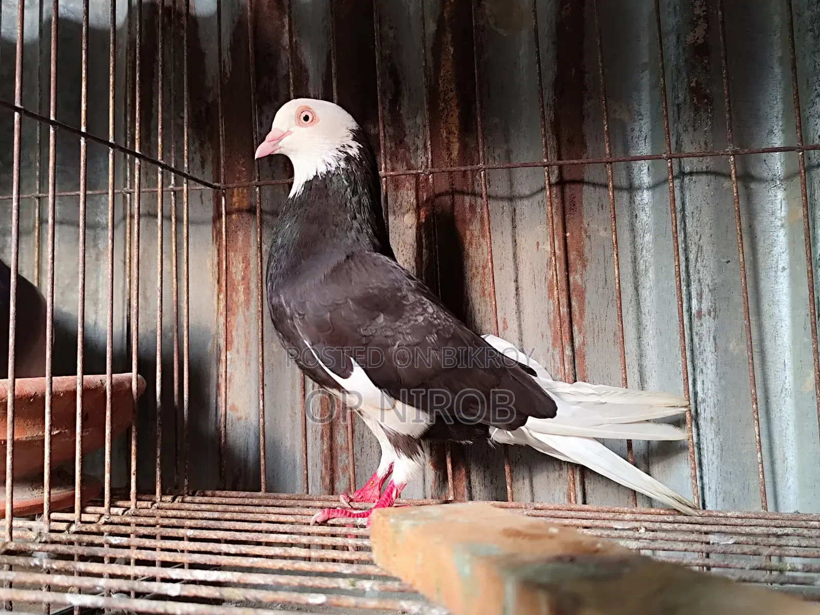 Gorrah Pigeon