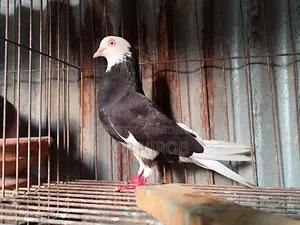 Gorrah Pigeon