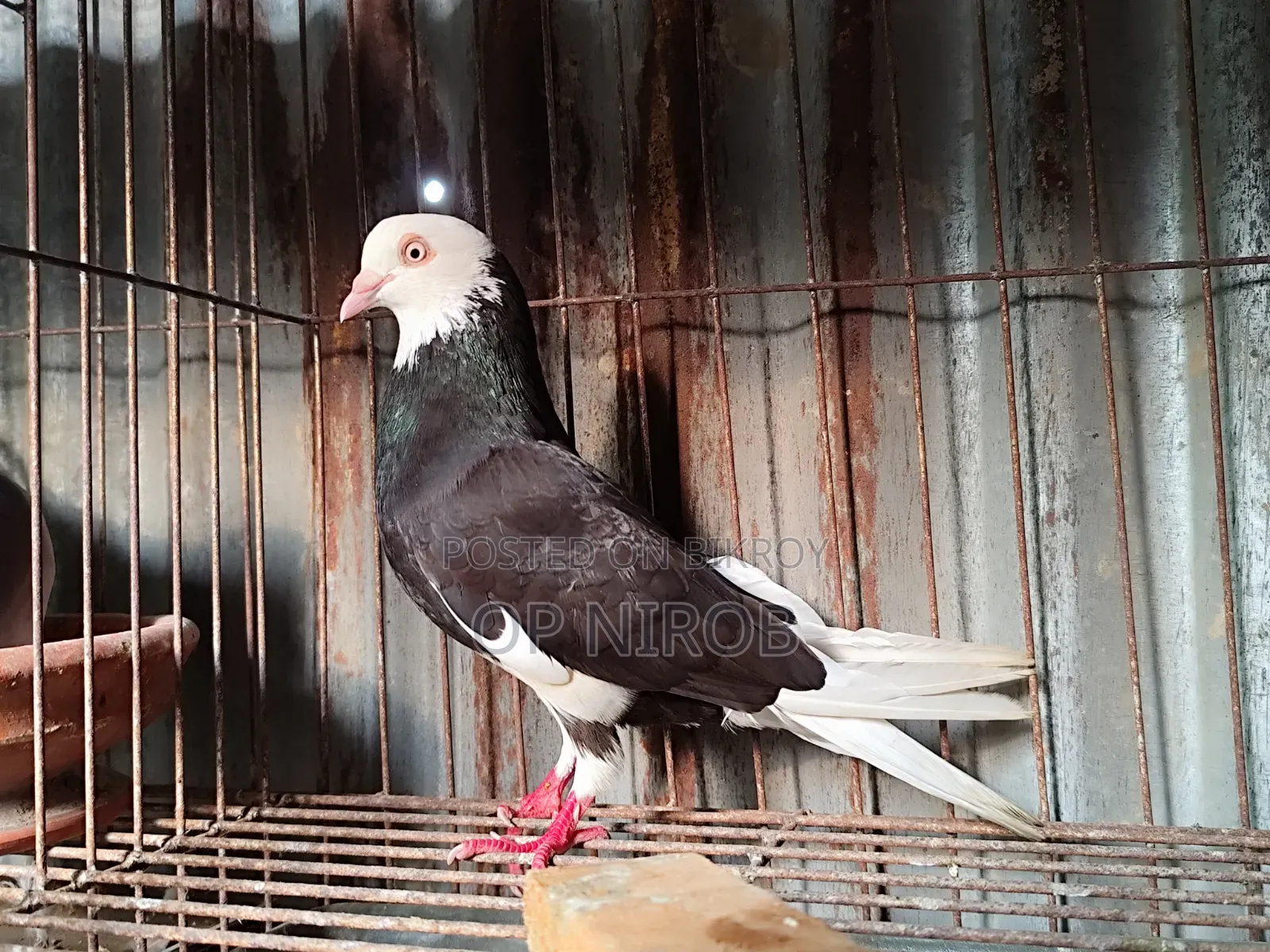 Gorrah Pigeon