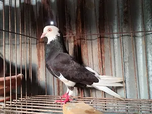 Gorrah Pigeon