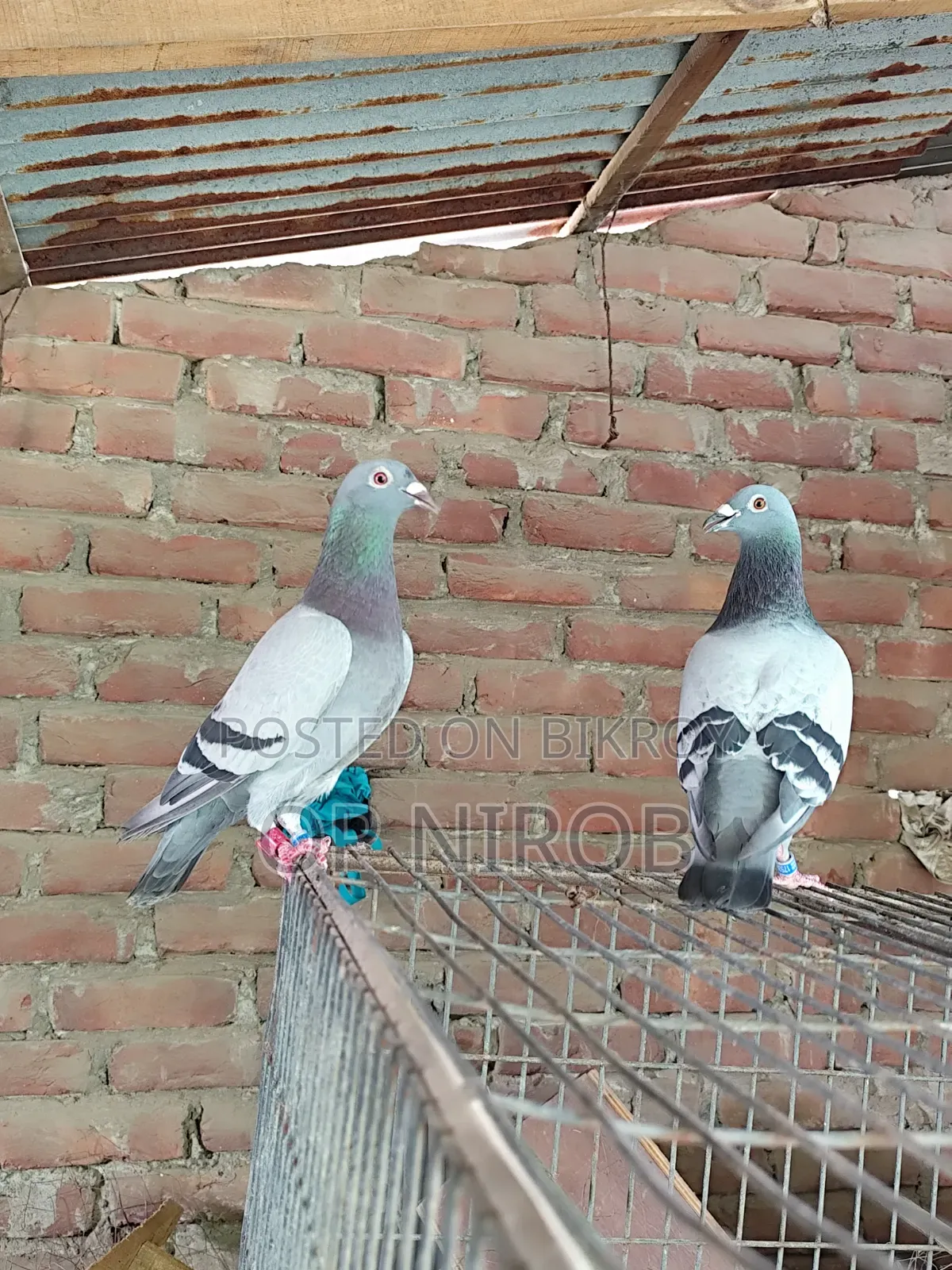 Gorrah Pigeon