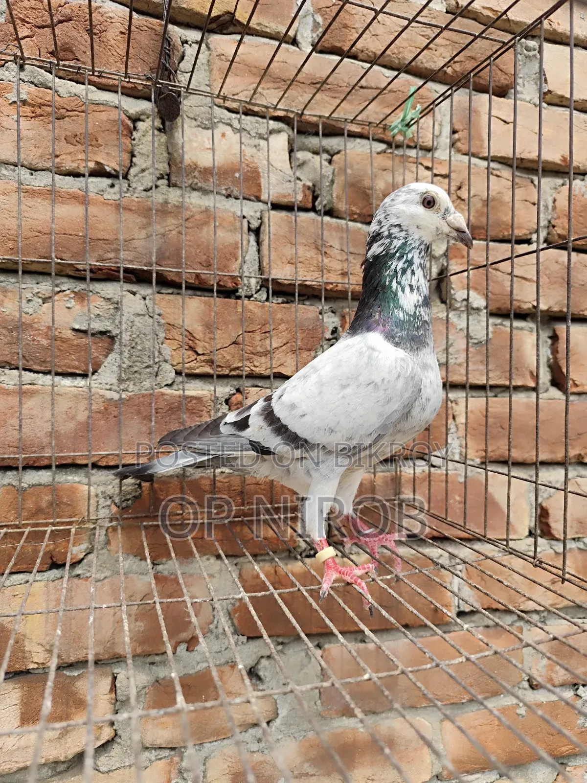 Gorrah Pigeon