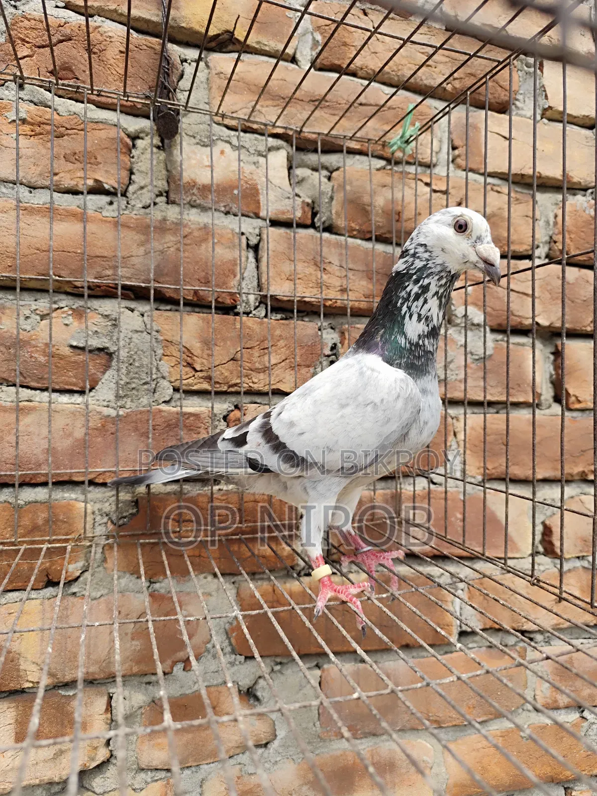 Gorrah Pigeon