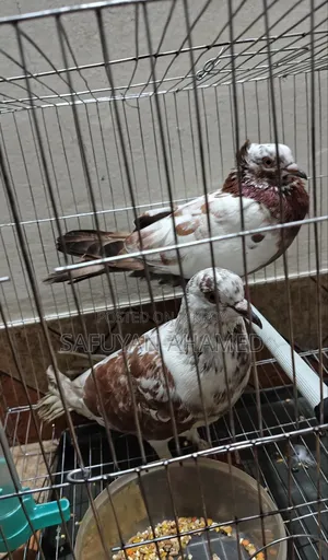 মুখী ক্রস কবুতর