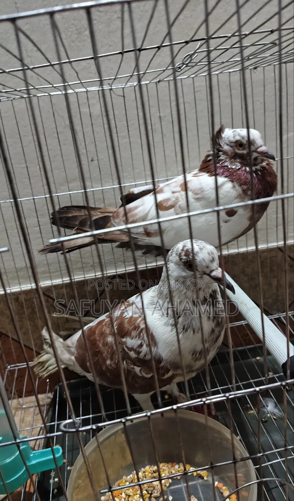 Mukhi Cross Pigeon