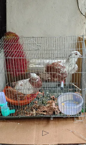 Mukhi Cross Pigeon