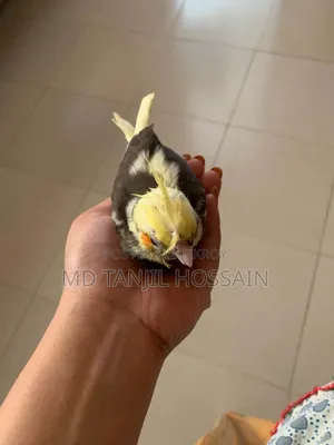 Cockatiel Bird for Sale