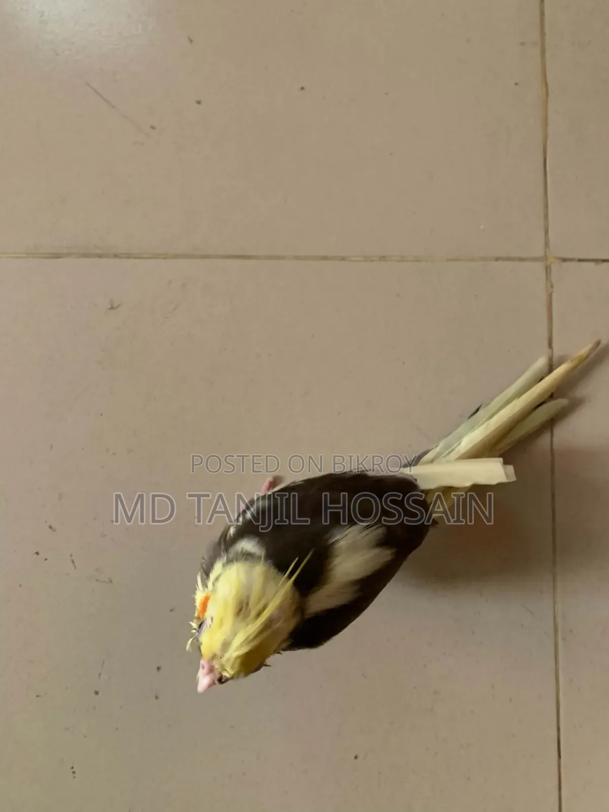 Cockatiel Bird for Sale