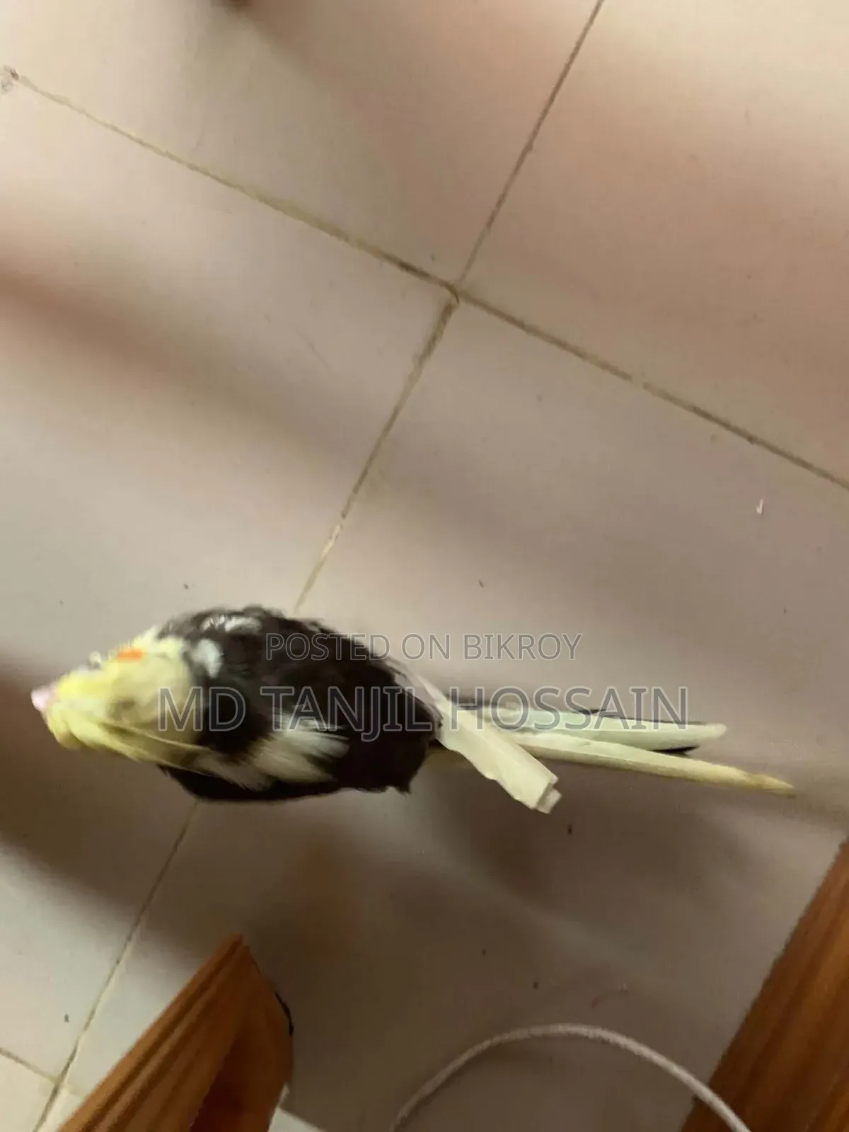 Cockatiel Bird for Sale