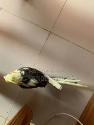 Cockatiel Bird for Sale