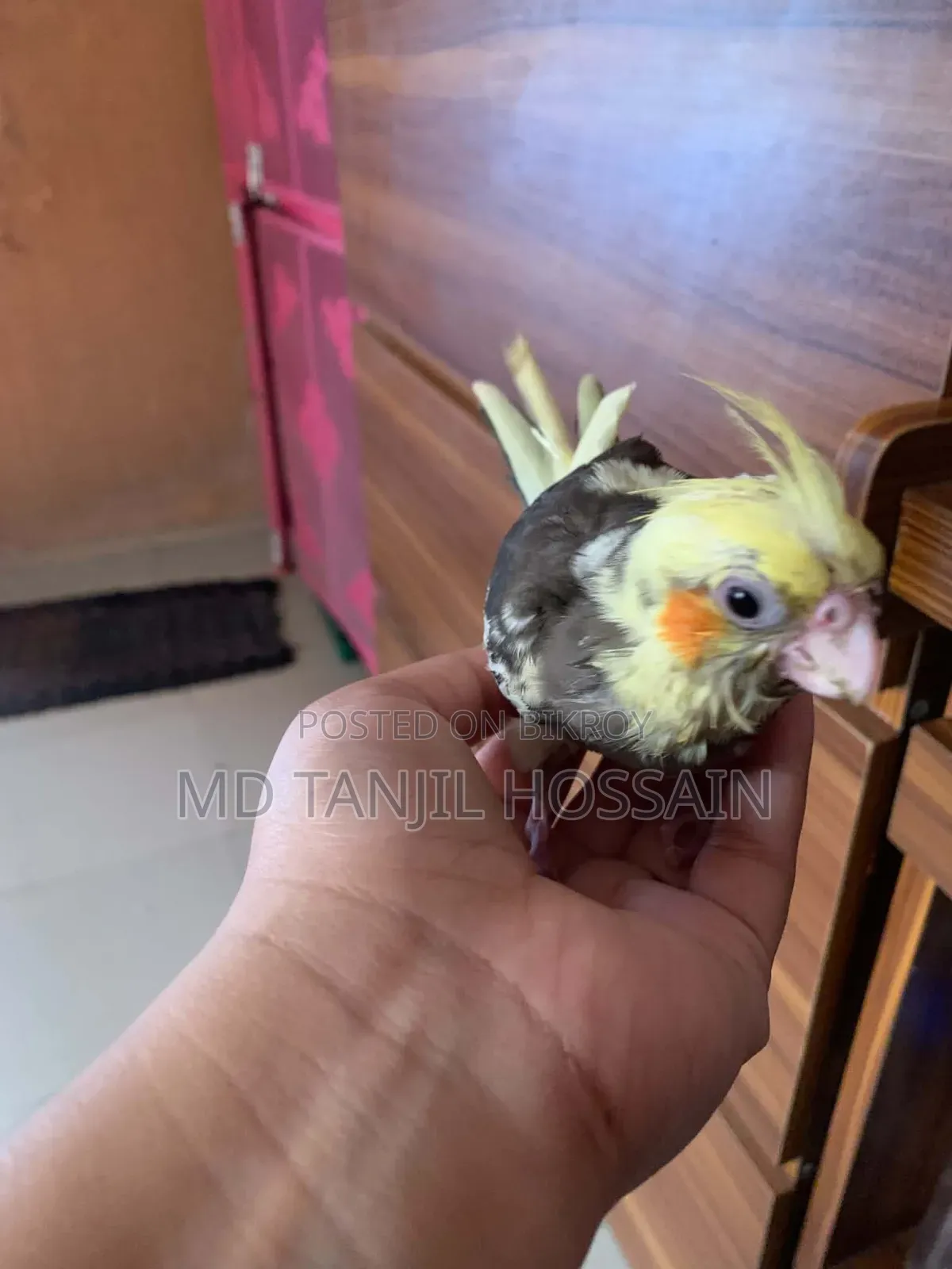 Cockatiel Bird for Sale