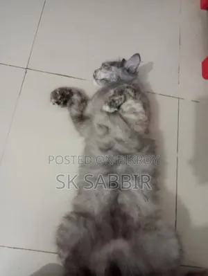 1+ year Female Mixed Breed Persian