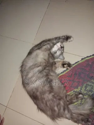 1+ year Female Mixed Breed Persian