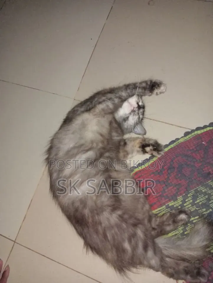 1+ year Female Mixed Breed Persian