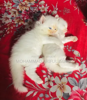 1-3 Months Male Purebred Persian