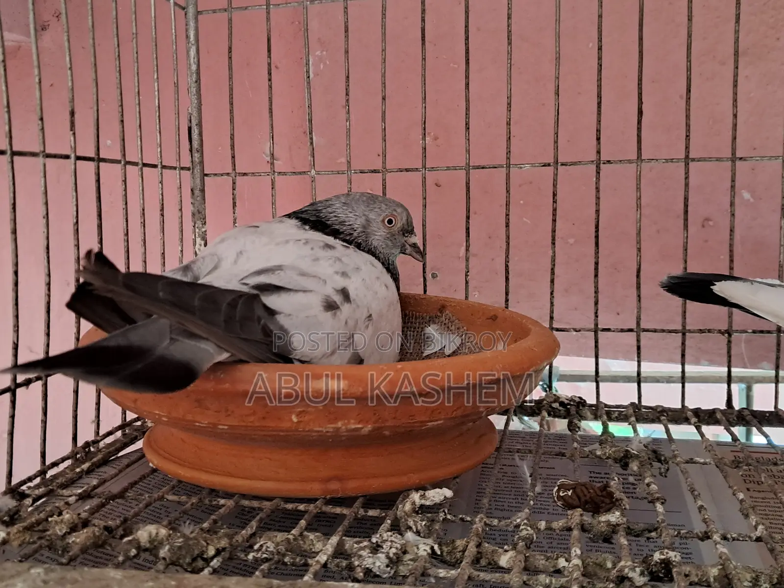Gribaz Pigeon for Sale.