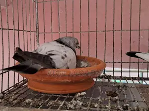 Gribaz Pigeon for Sale.
