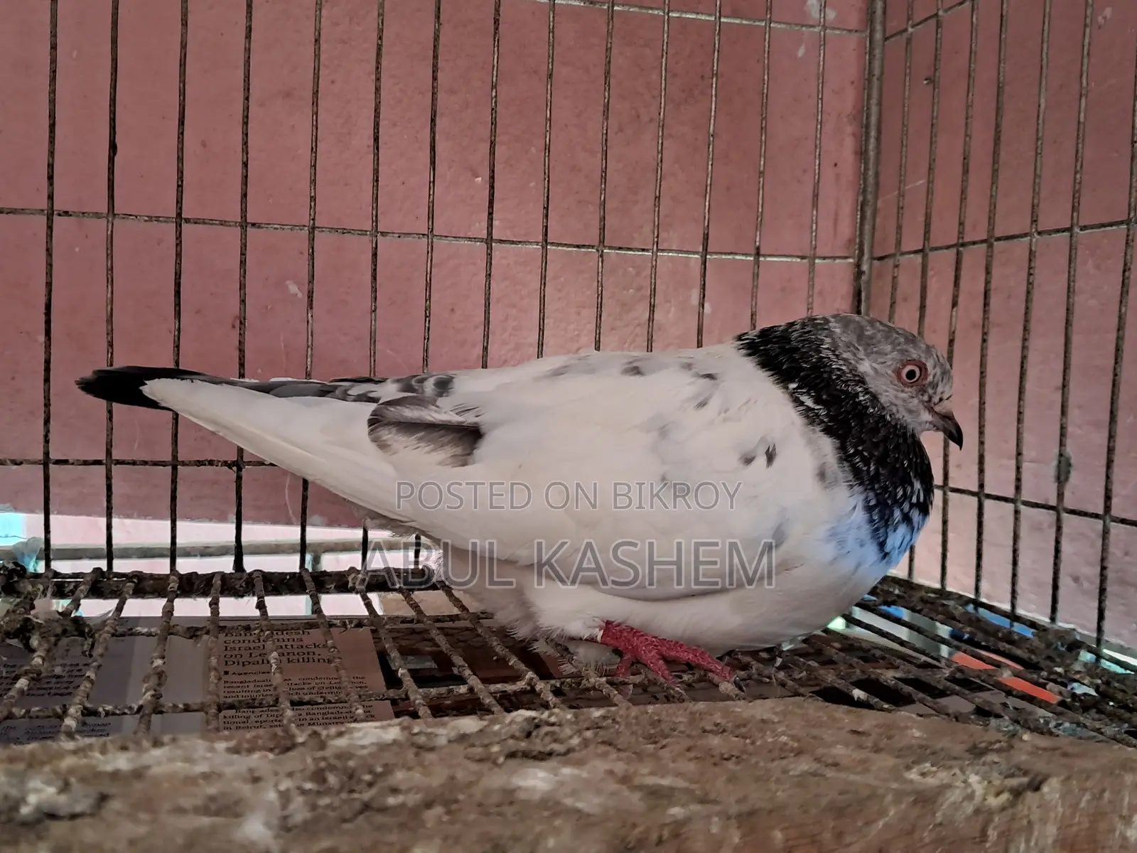 Gribaz Pigeon for Sale.