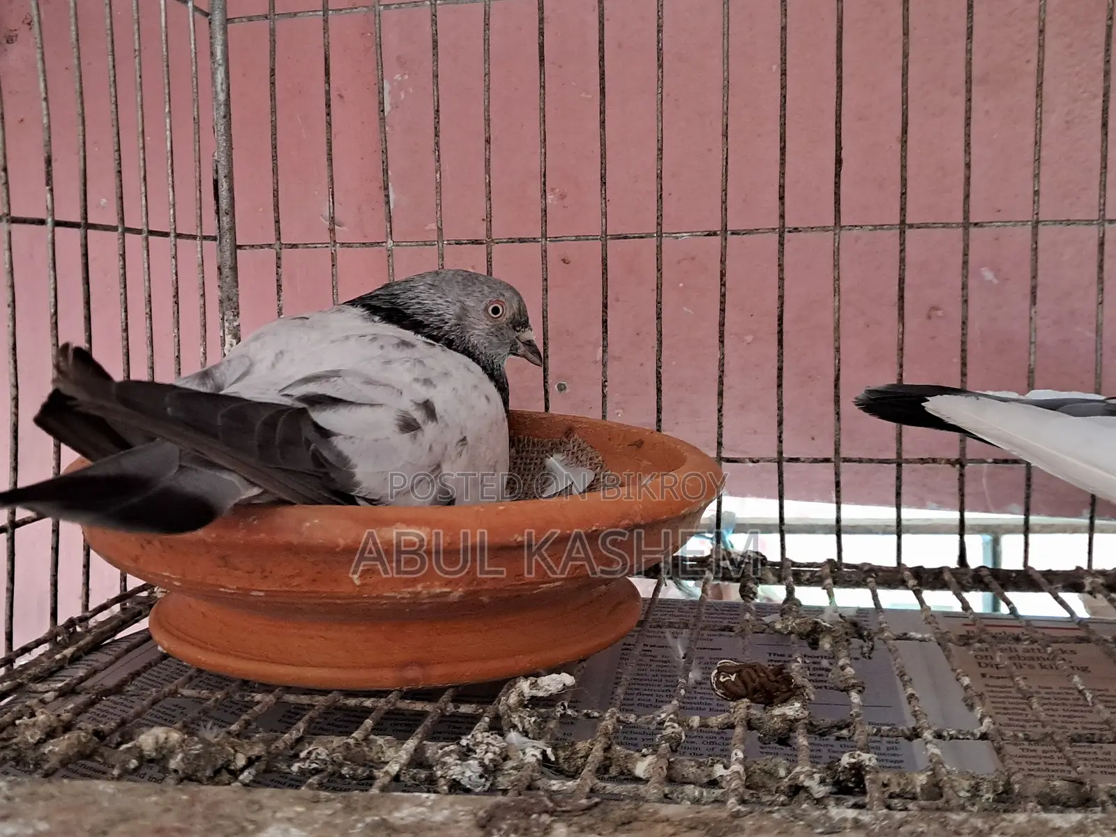 Gribaz Pigeon for Sale.