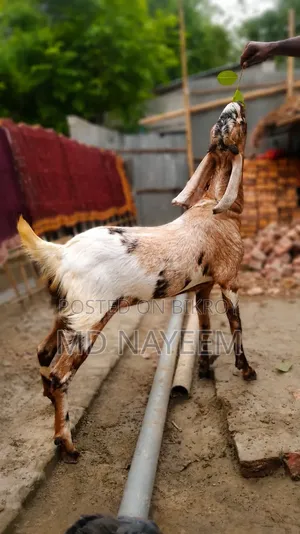 ছাগল বিক্রয়