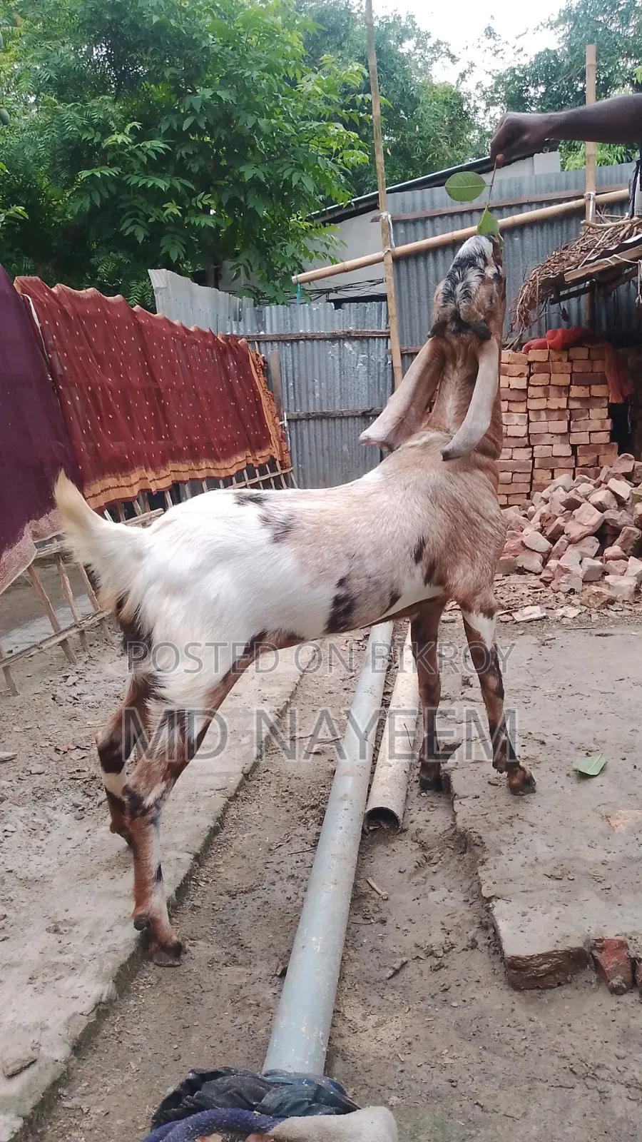 ছাগল বিক্রয়