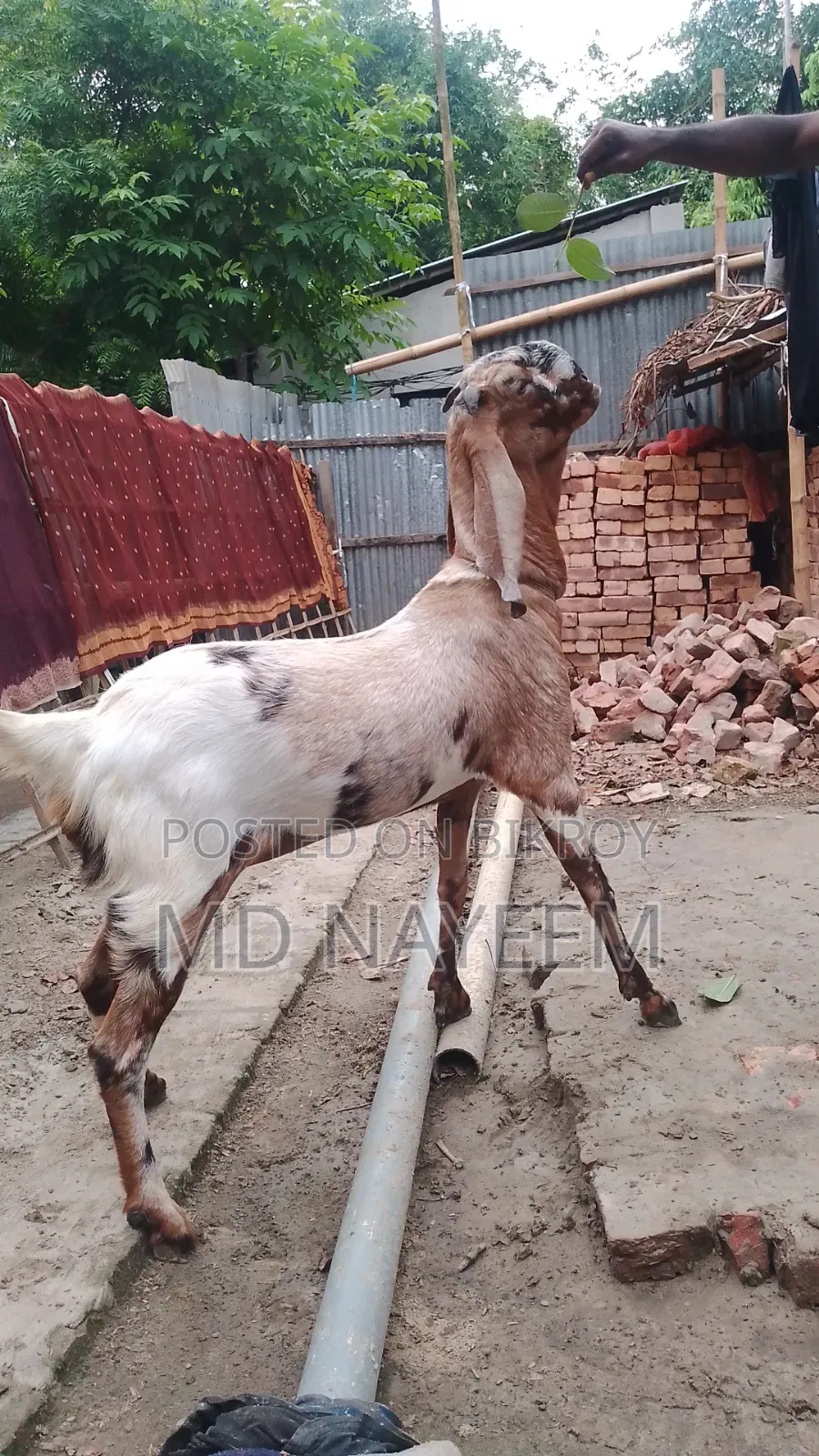 ছাগল বিক্রয়
