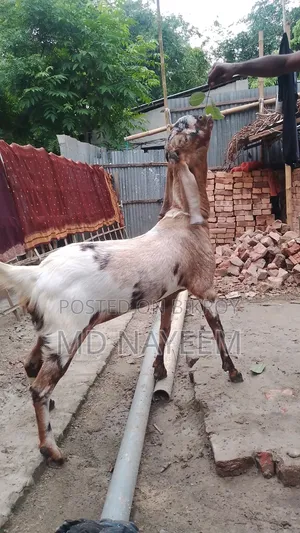 ছাগল বিক্রয়