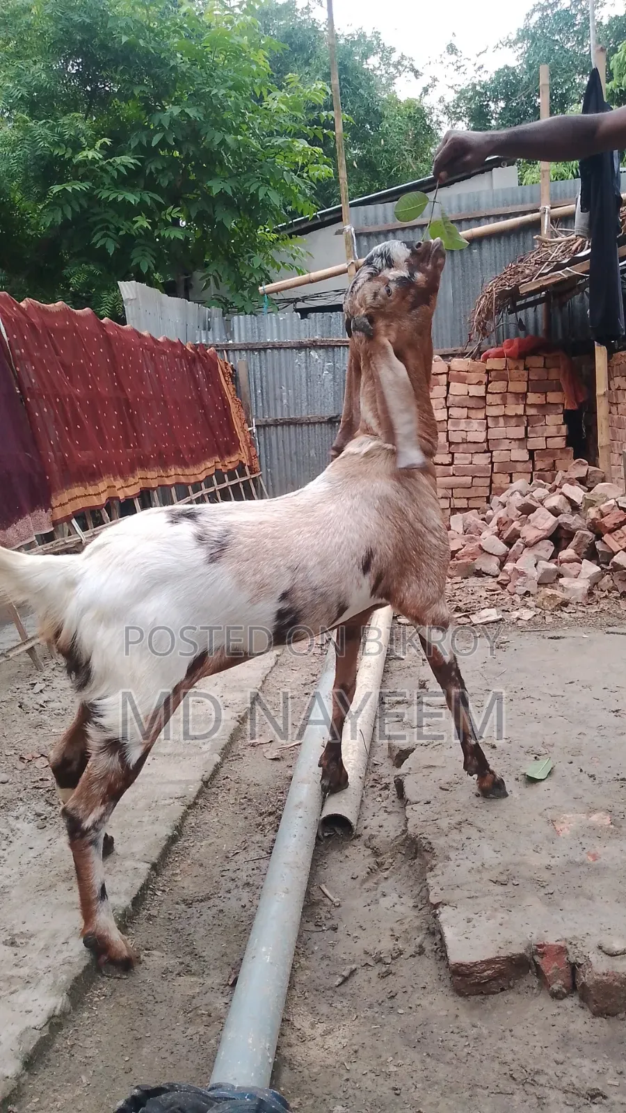 ছাগল বিক্রয়