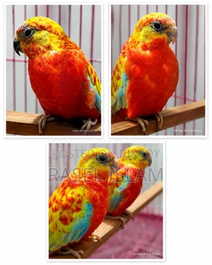 Rubino Tarqigin Birds