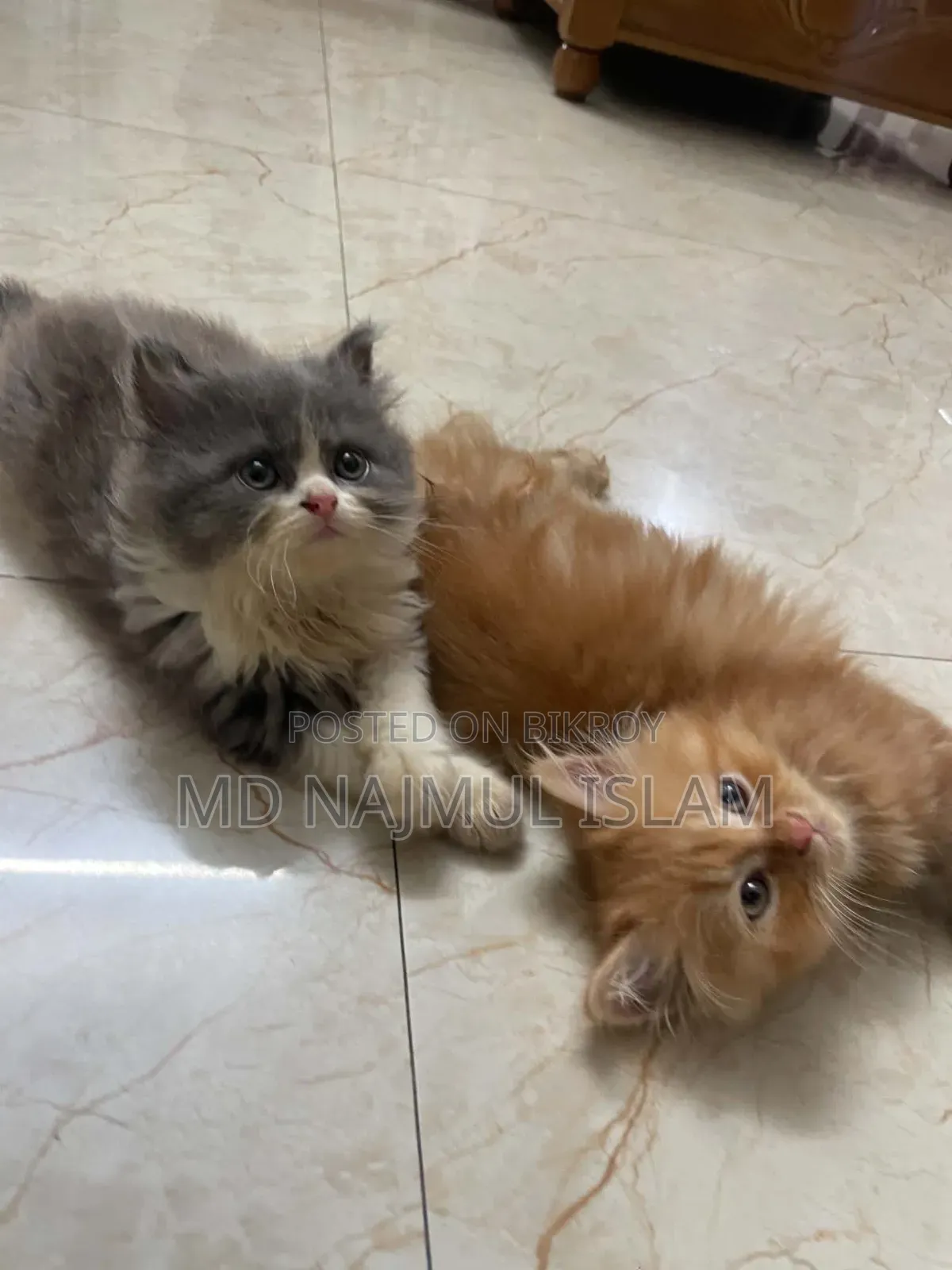 1-3 Months Male Purebred Persian
