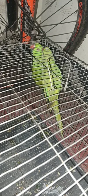টিয়া ২ পিস অ্যাডাল্ট